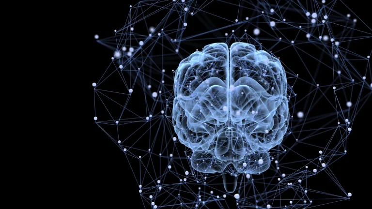 neural-communication-dynamics-unveiled-protein-kcc2-governs-reward-based-learning-and-habit-formation