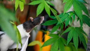 physiological-stress-levels-emerge-as-key-predictor-of-cannabinoid-self-administration-in-rodent-models