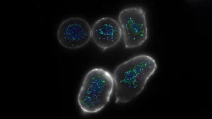 engineered-antibodies-propel-t-cell-efficacy-herading-a-new-era-in-targeted-cancer-immunotherapy