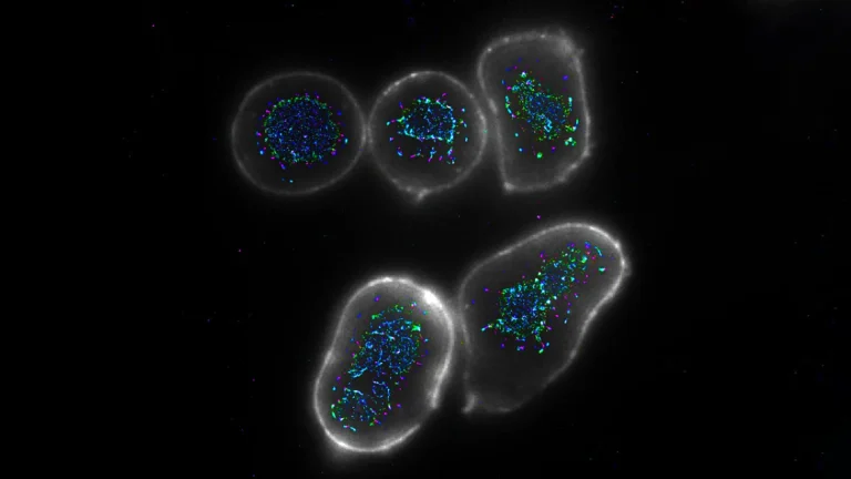 quadrivalent-antibody-design-unlocks-enhanced-t-cell-activation-for-potent-anti-cancer-immunity