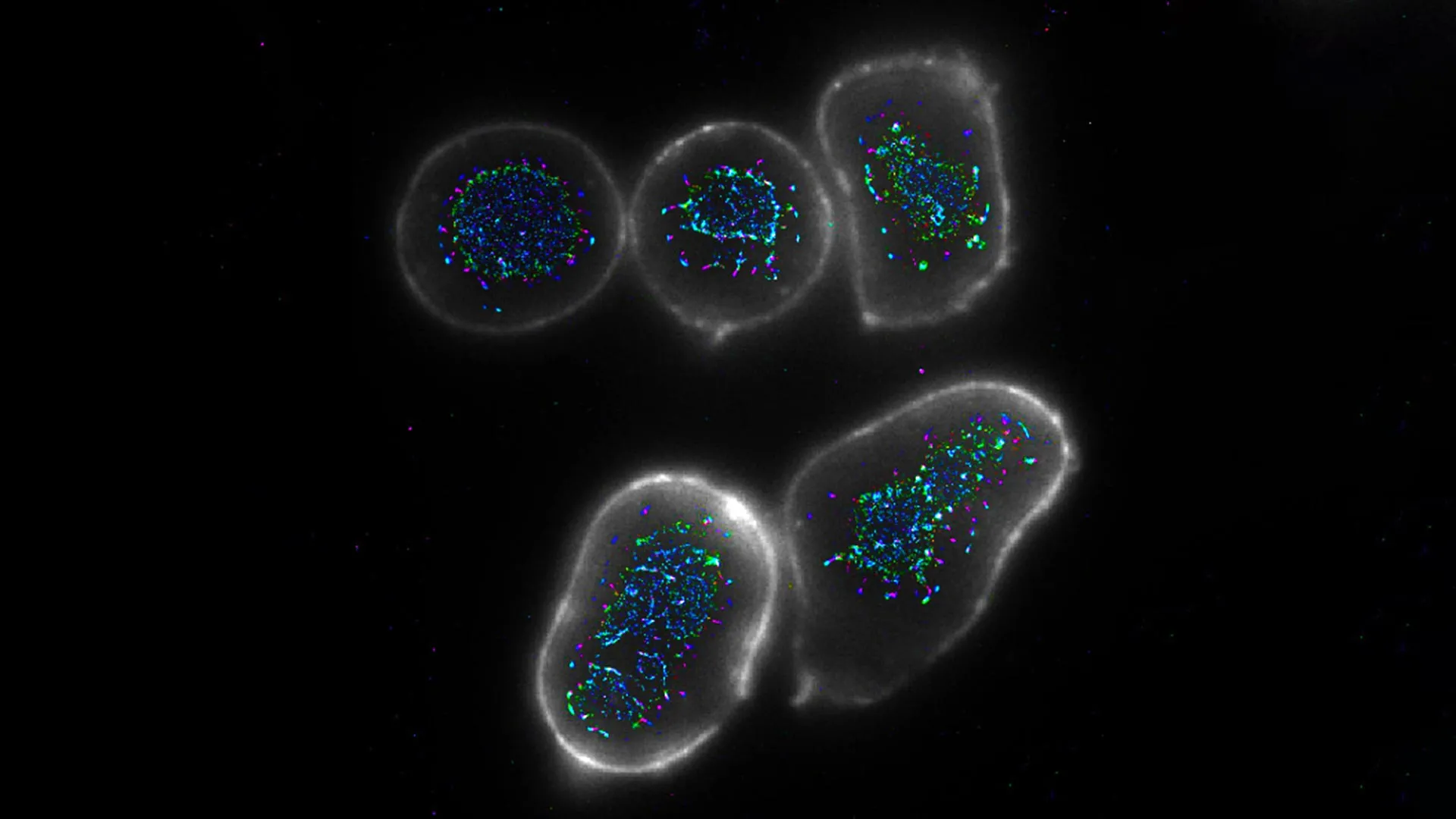 quadrivalent-antibody-design-unlocks-enhanced-t-cell-activation-for-potent-anti-cancer-immunity