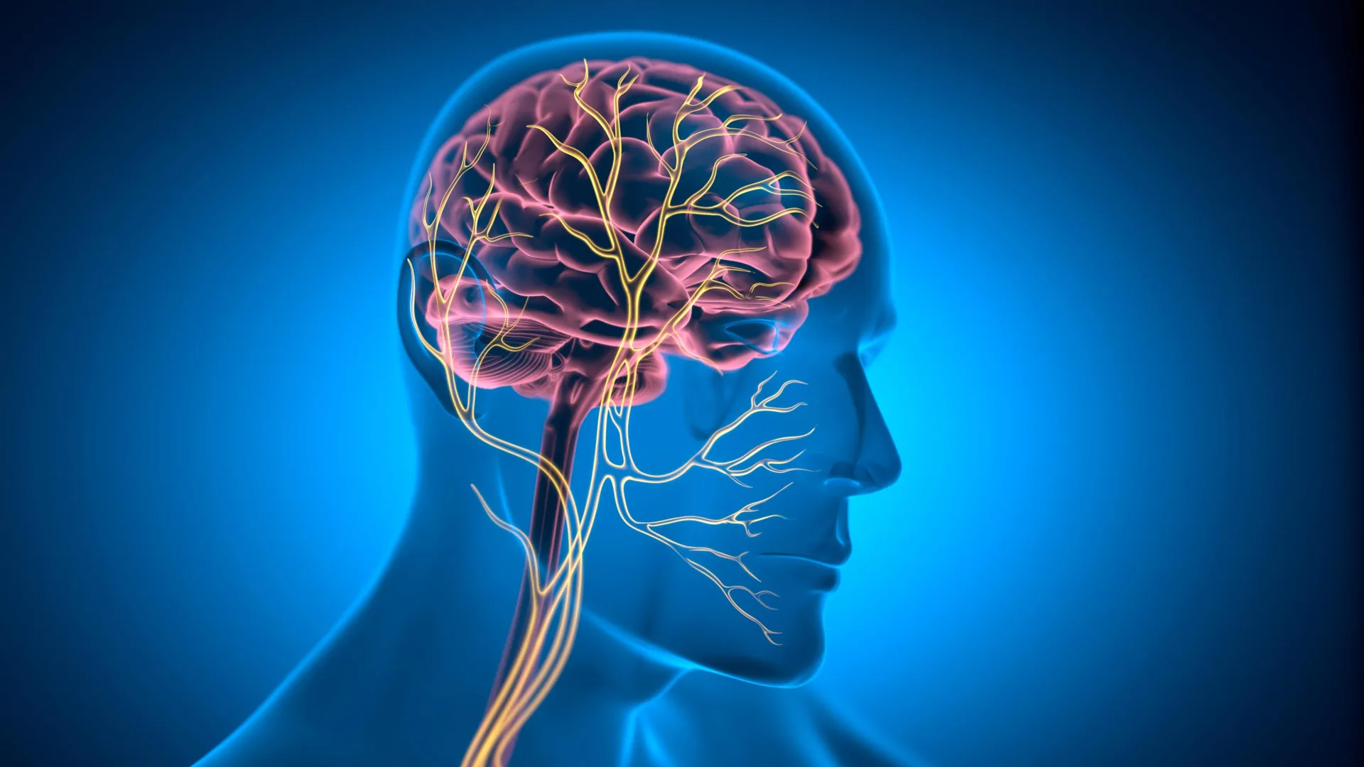 the-vagus-nerve-a-pivotal-regulator-of-cardiac-longevity-unveiled