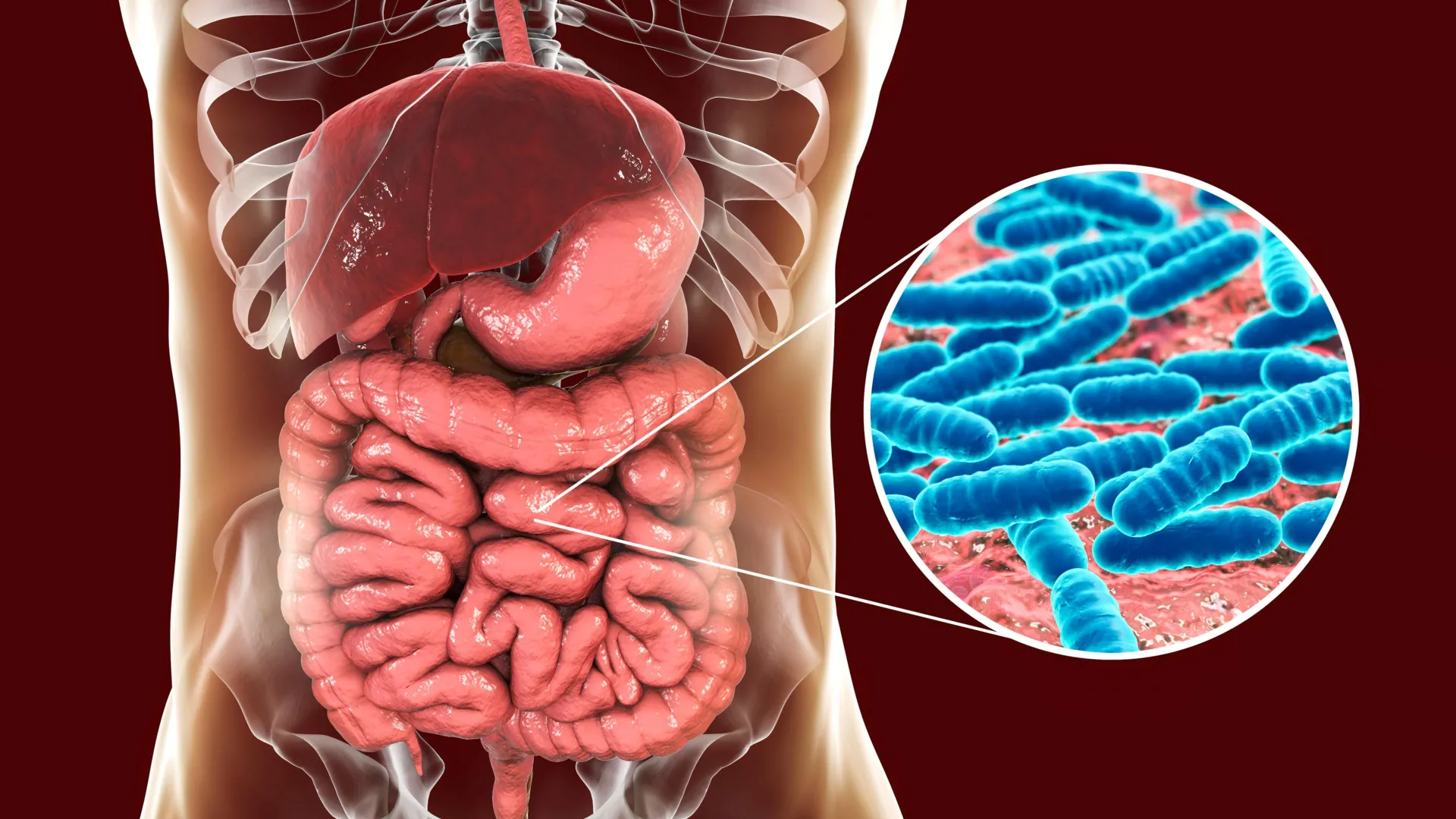 unveiling-the-social-dimensions-of-the-gut-microbiome-a-rat-study-reveals-interconnected-genetic-influences