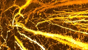 adolescent-brain-reveals-previously-unseen-synaptic-organization-amidst-maturation