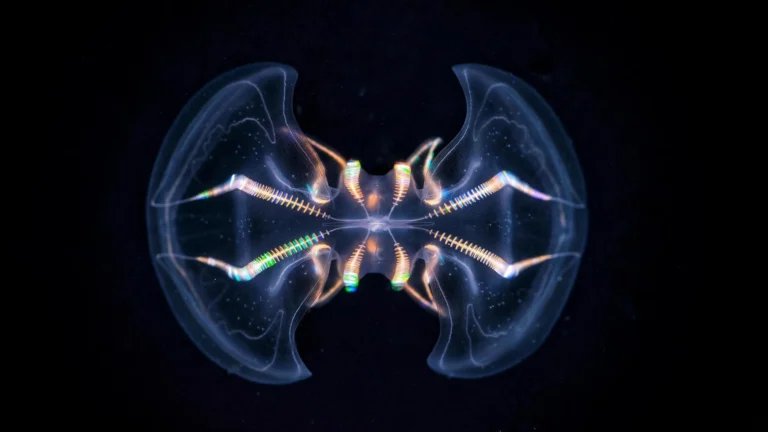 ancient-marine-organ-possessed-rudimentary-brain-like-processing-capabilities