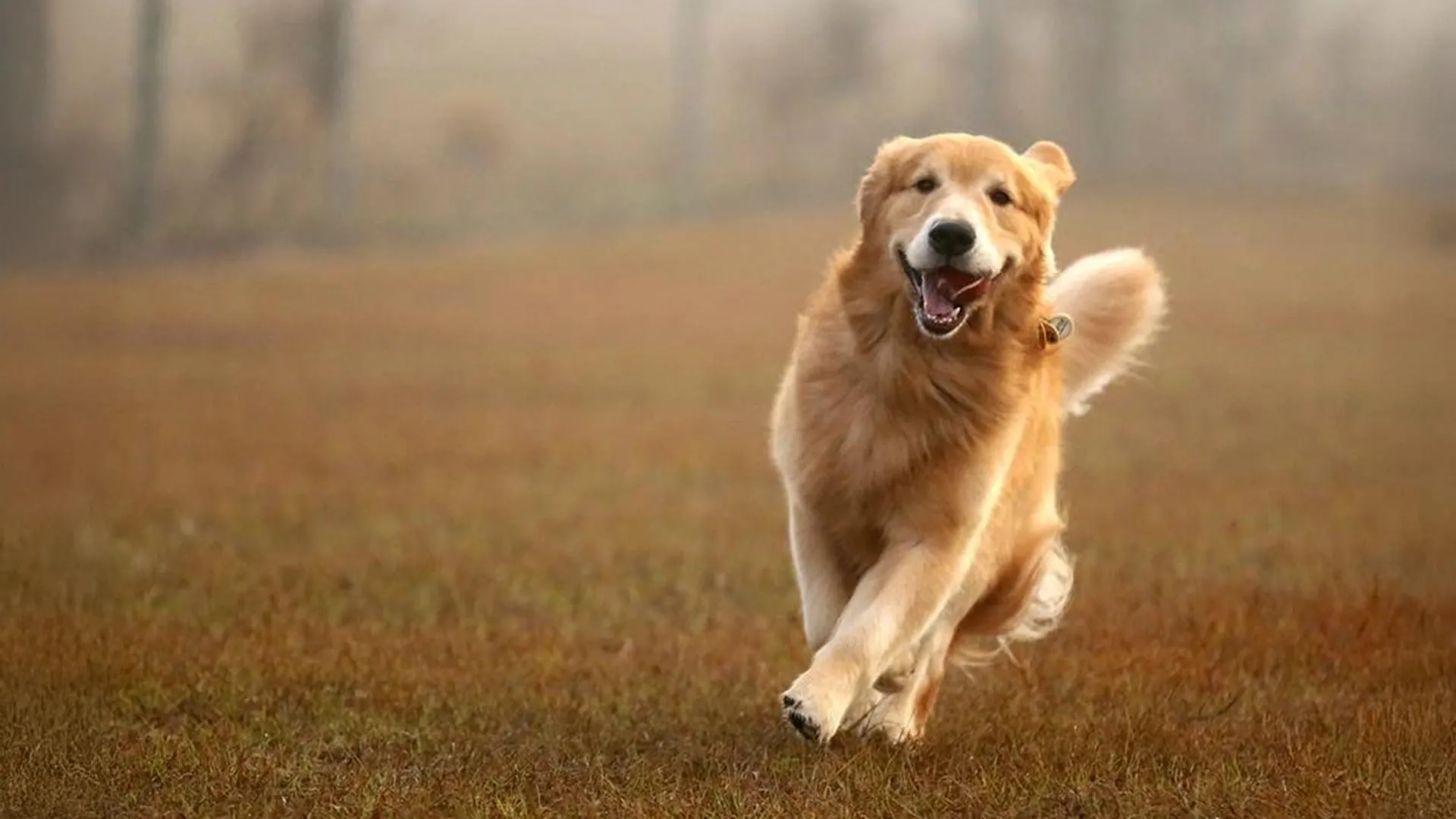 canine-genes-reveal-surprising-parallels-with-human-emotional-and-cognitive-predispositions