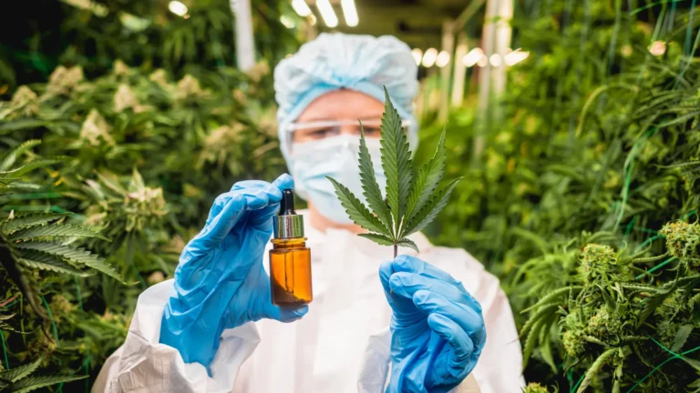 cannabis-compounds-cbd-and-cbg-may-help-reverse-fatty-liver-disease-study-finds