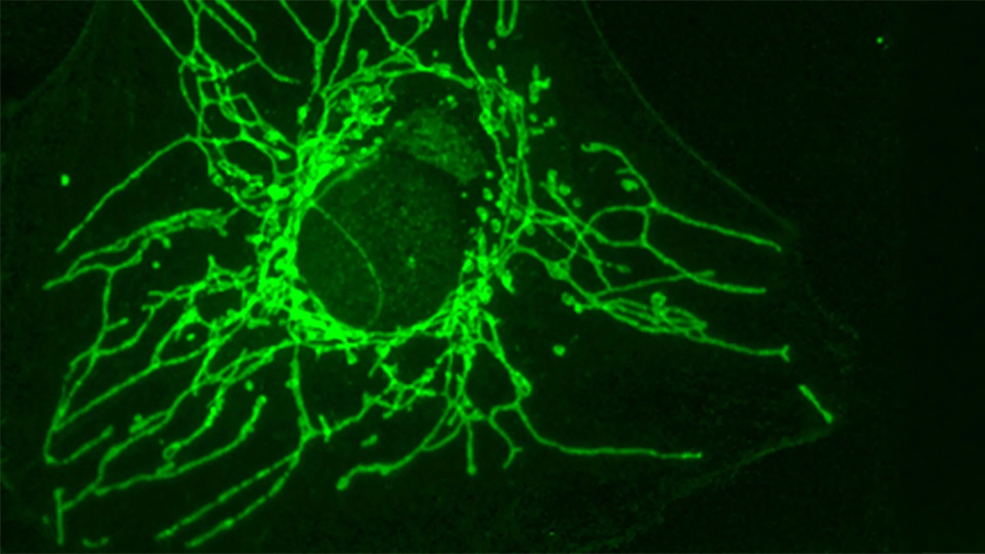 chiral-switch-mirror-image-amino-acid-emerges-as-precision-weapon-against-tumor-proliferation