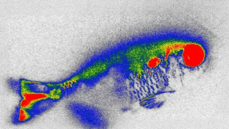 river-ecosystems-harbor-antibiotic-residues-posing-novel-food-safety-challenges