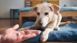 ubiquitous-pet-medications-under-scrutiny-for-ecological-ramifications-on-invertebrate-populations