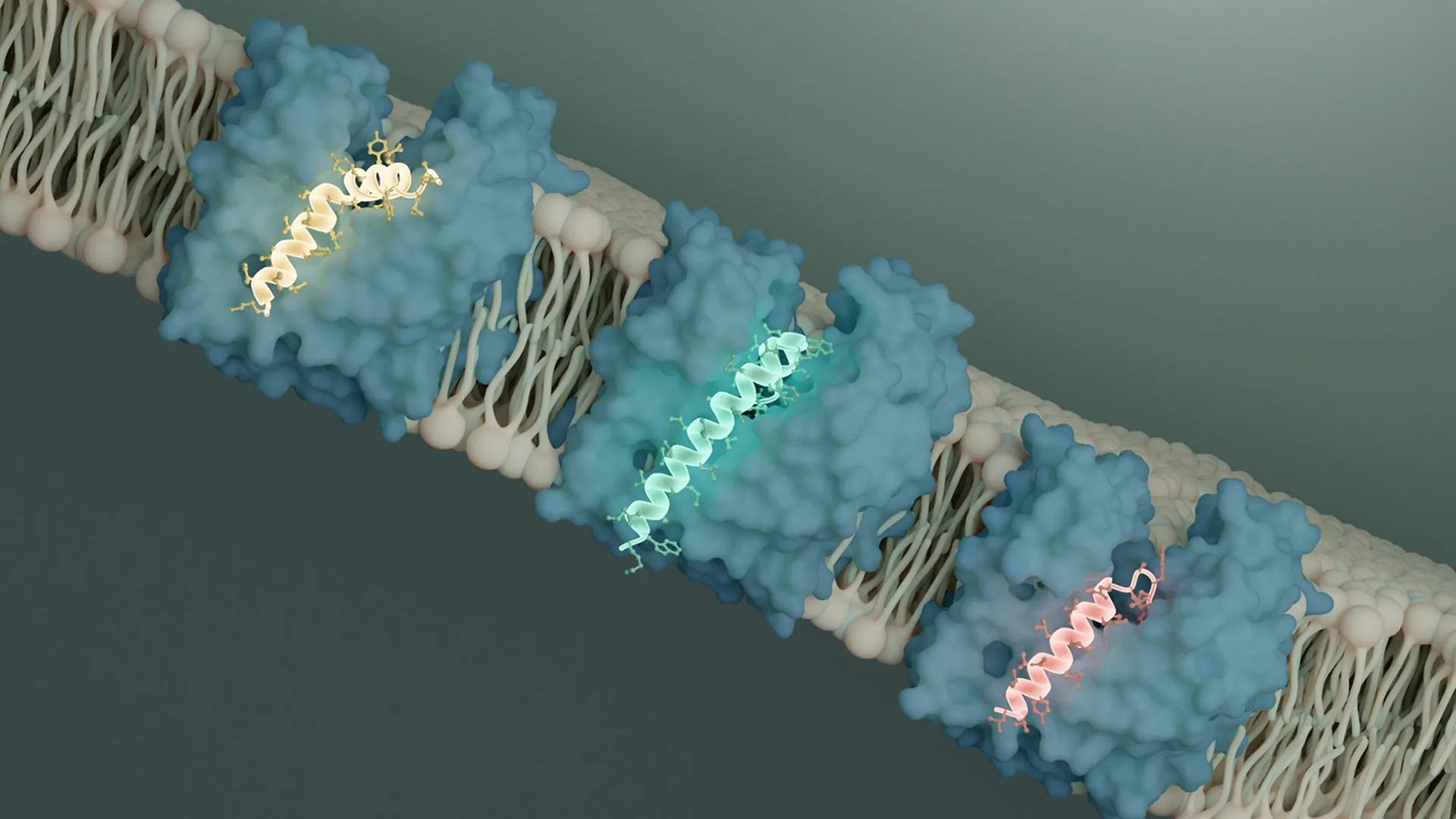 viral-sabotage-of-bacterial-architecture-unveils-novel-antimicrobial-strategy