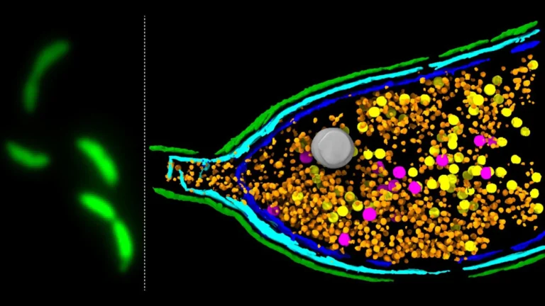 bacterial-self-destruction-mechanism-unveiled-as-key-to-spreading-antimicrobial-resistance