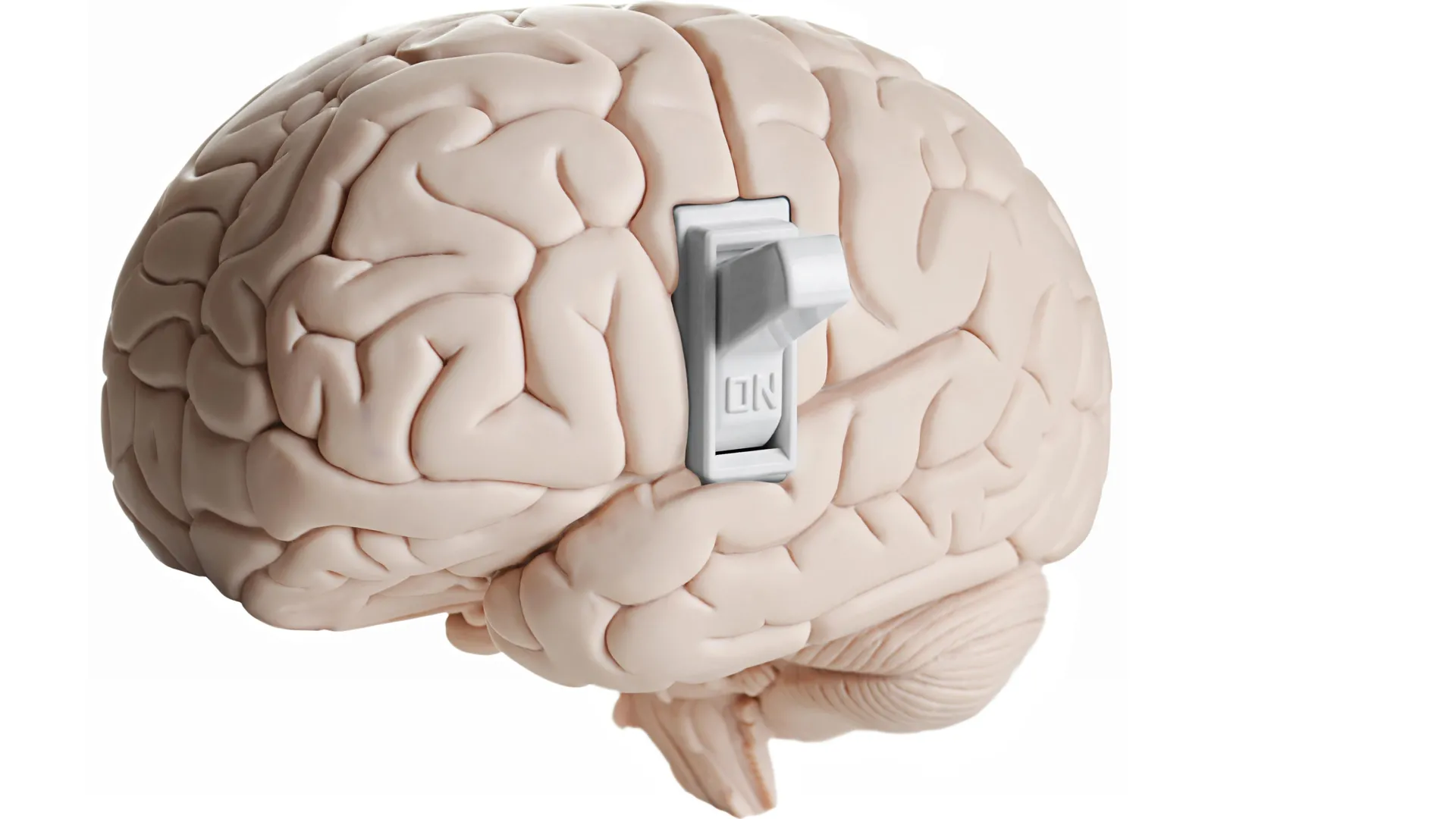 central-nervous-system-reveals-astrocytes-as-crucial-regulators-of-satiety-signals