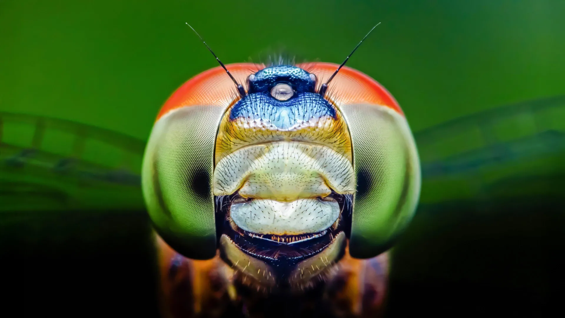 insect-eyes-unveil-novel-spectrum-perception-hinting-at-medical-breakthroughs
