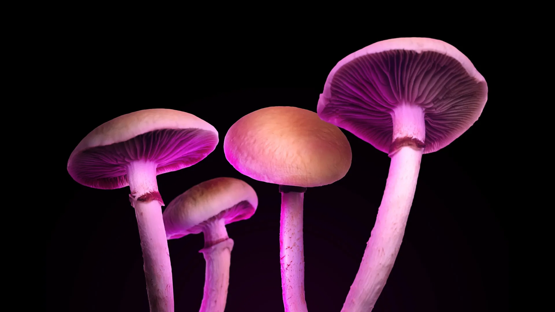 novel-psilocin-analogs-promise-depression-therapy-with-minimized-psychedelic-side-effects