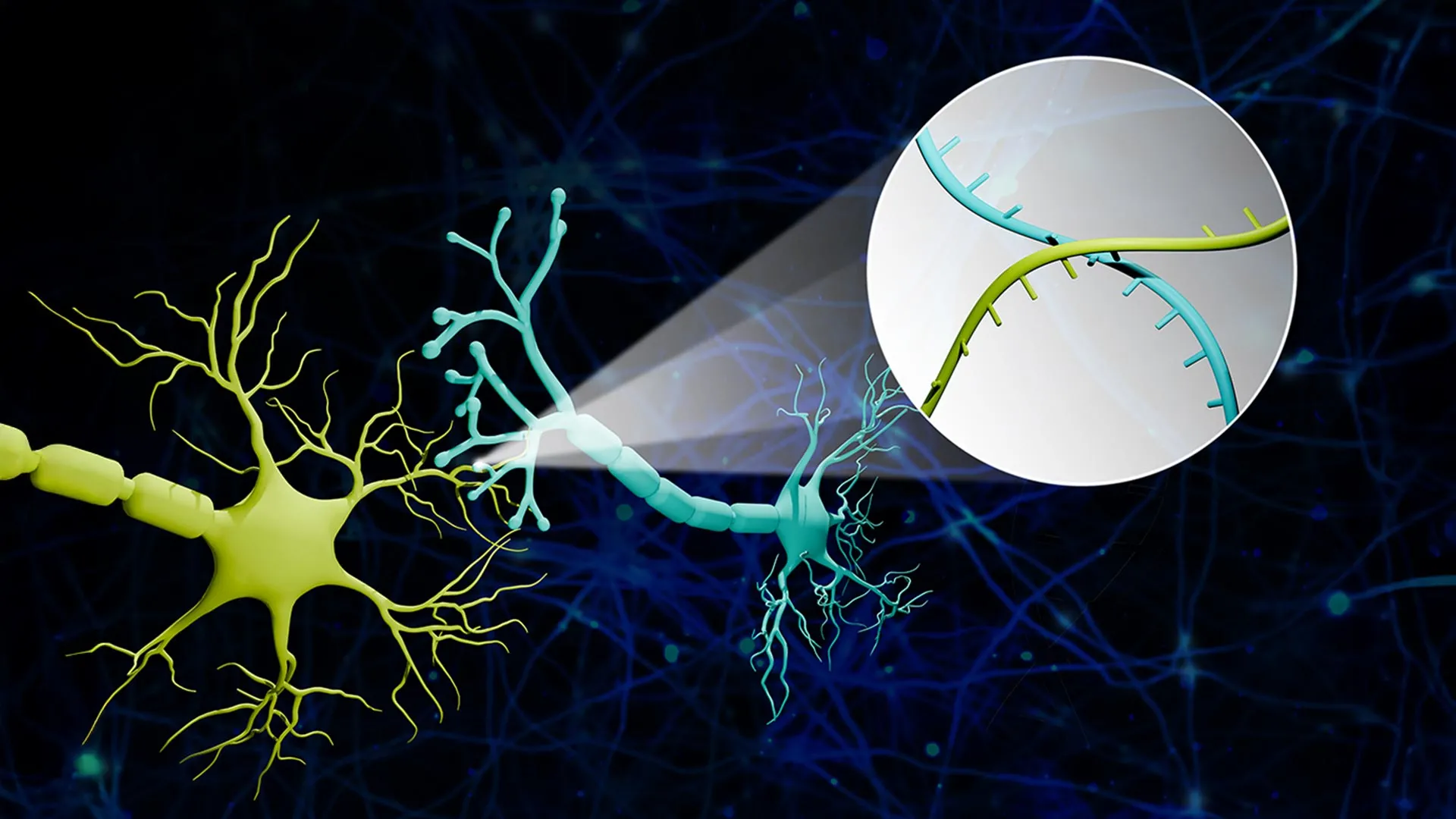 revolutionary-rna-barcoding-technique-unlocks-unprecedented-detail-in-neural-circuit-mapping