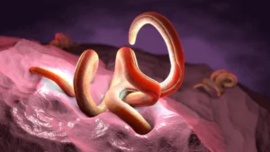 dietary-fiber-unlocks-anti-inflammatory-potential-of-intestinal-parasites-revolutionizing-helminth-therapy-insights