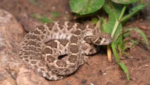 re-evaluating-rattlesnake-danger-landmark-study-redefines-bite-severity-and-public-health-guidance