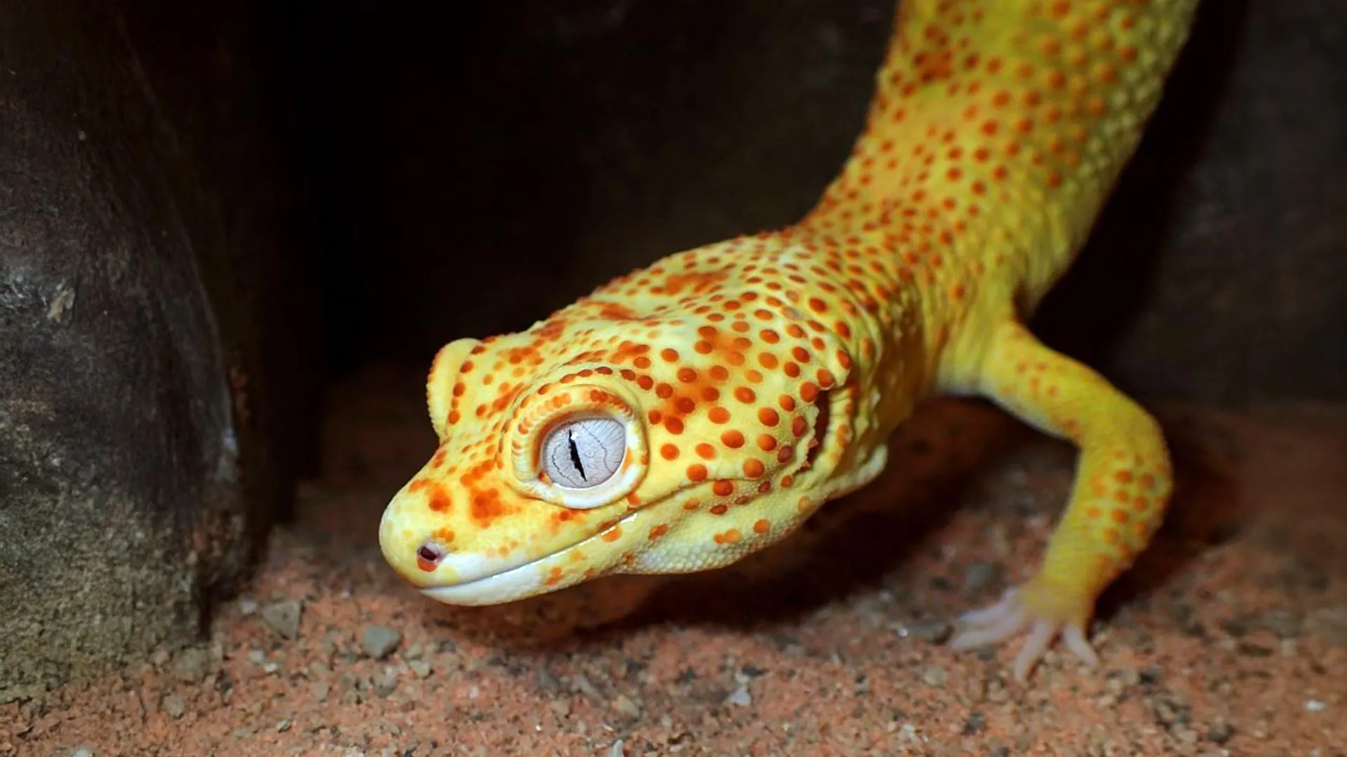 reptilian-genetic-anomaly-offers-unprecedented-glimpse-into-cancers-complex-mechanisms