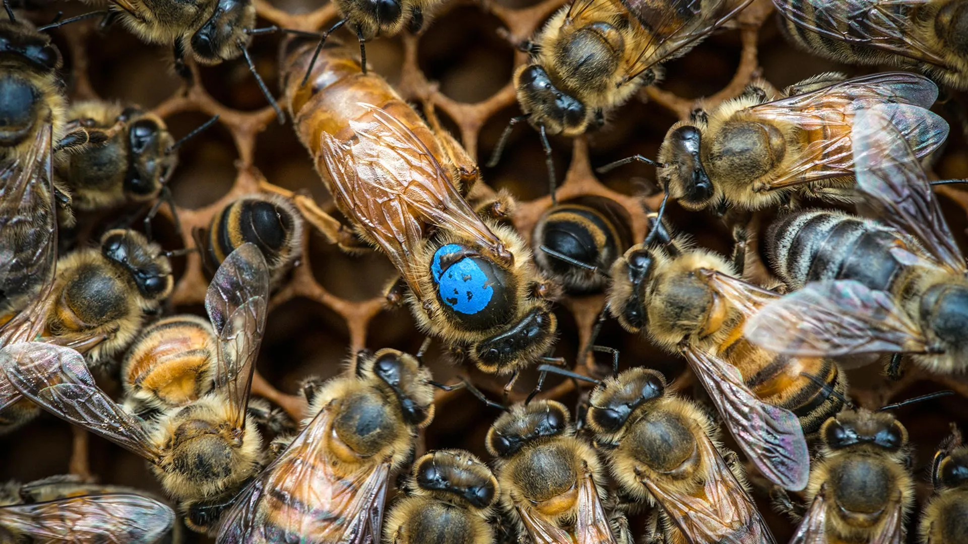 unlocking-the-neural-code-how-bee-colonies-orchestrate-labor-through-targeted-brain-circuitry