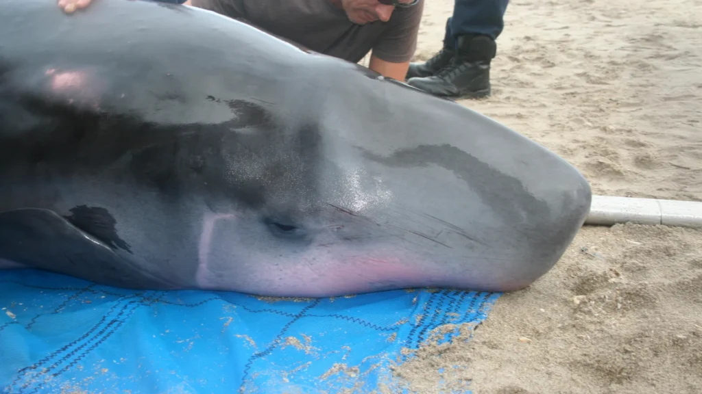 unraveling-marine-mysteries-novel-helicobacter-strains-identified-in-elusive-pygmy-sperm-whales-raise-ocean-health-questions