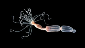 unveiling-a-novel-viral-defense-mechanism-in-marine-invertebrates-reshapes-understanding-of-immune-system-evolution