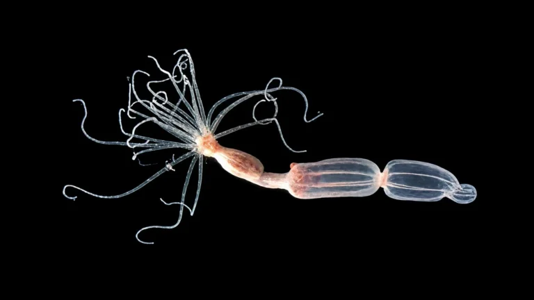 unveiling-a-novel-viral-defense-mechanism-in-marine-invertebrates-reshapes-understanding-of-immune-system-evolution