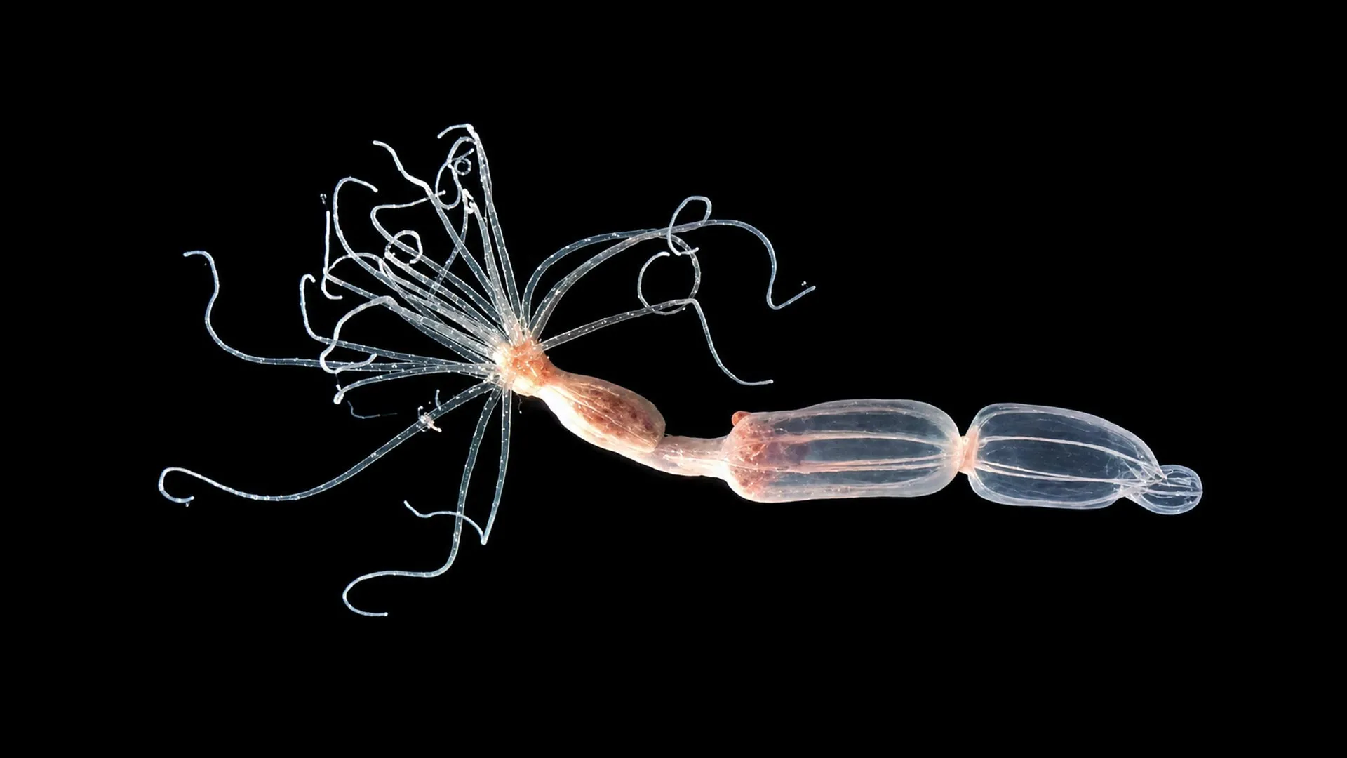 unveiling-a-novel-viral-defense-mechanism-in-marine-invertebrates-reshapes-understanding-of-immune-system-evolution