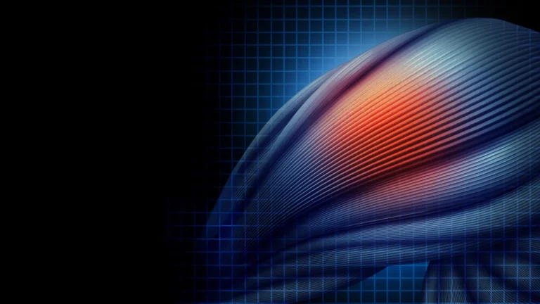 a-protein-crucial-for-muscle-regeneration-and-identity-unveiled-findings-illuminate-pathways-for-muscular-dystrophy-and-cancer-research