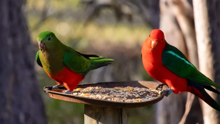 avian-influenza-crisis-reassessing-human-wildlife-interactions-in-the-face-of-h5n1-spread