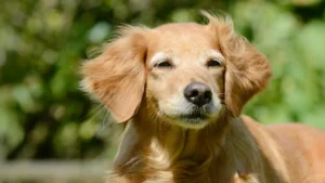 canine-metabolic-signatures-offer-unprecedented-insights-into-mammalian-longevity-pathways