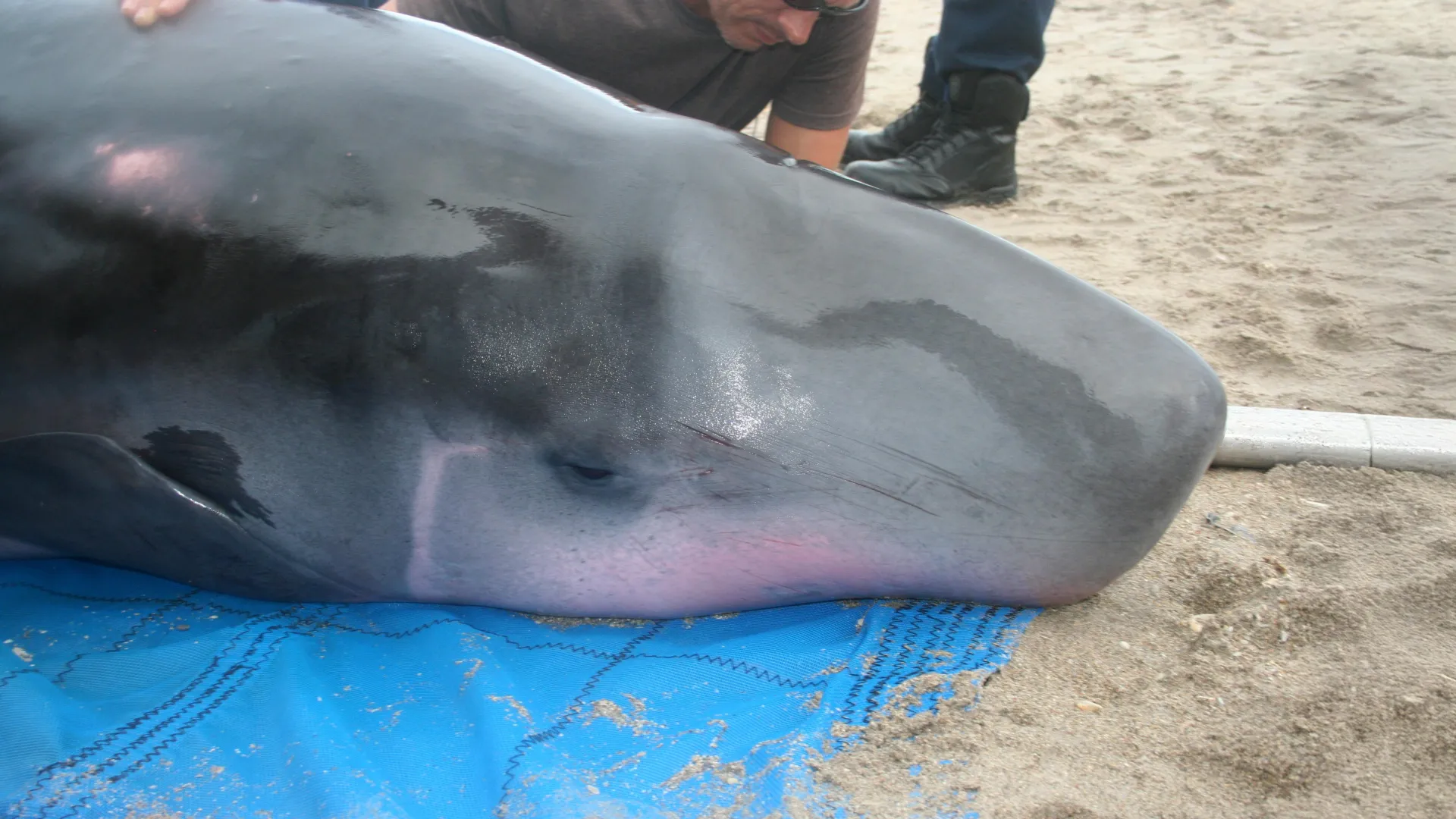 elusive-marine-giants-yield-microbial-secrets-decades-of-stranding-data-reveal-novel-bacterial-pathogens-in-pygmy-sperm-whales