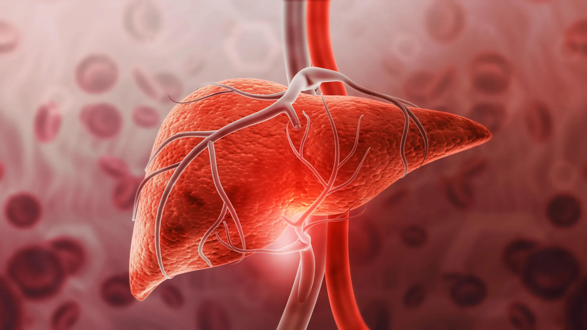 hormone-crucial-for-appetite-regulation-unveils-potent-liver-protection-mechanism-independent-of-weight-reduction