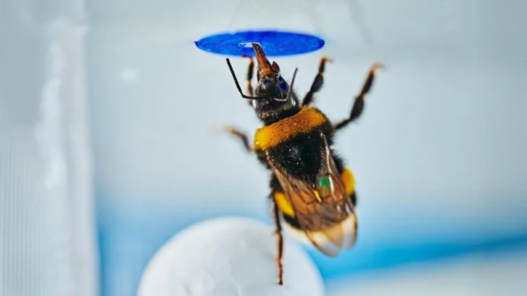 insects-exhibit-unforeseen-ingenuity-in-novel-problem-solving-arena