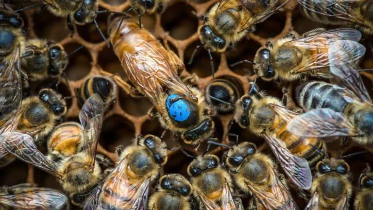 unlocking-the-neural-basis-of-hive-task-allocation-in-honeybees