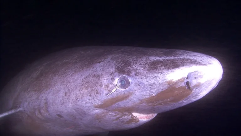 unveiling-the-enduring-gaze-greenland-shark-eyes-offer-novel-insights-into-vertebrate-longevity-and-ocular-health