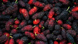 ancient-fruits-potential-to-modulate-gut-ecosystem-and-metabolic-pathways-under-scrutiny
