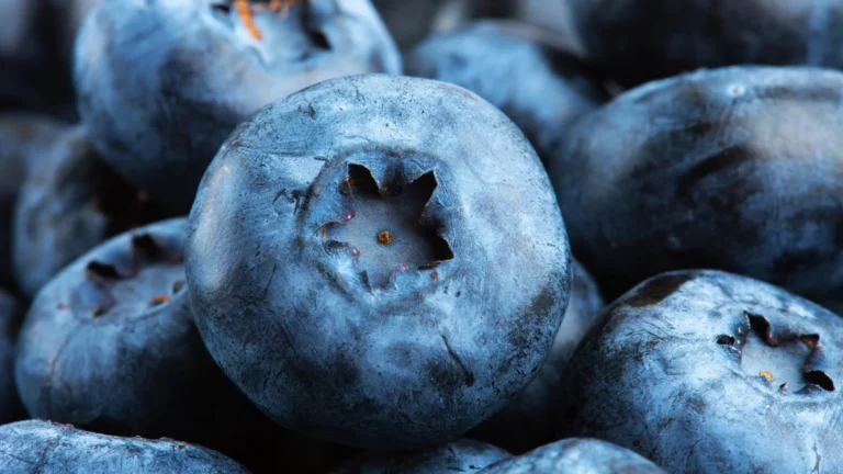 blueberry-derived-compound-demonstrates-promise-in-enhancing-muscle-cell-fat-utilization