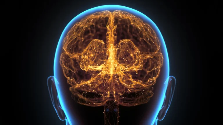 cranial-marrow-unveils-sophisticated-immune-outposts-crucial-for-brain-defense-and-cancer-intervention