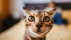feline-genetic-breakthrough-illuminates-shared-cancer-pathways-paving-ground-for-enhanced-human-and-animal-therapies