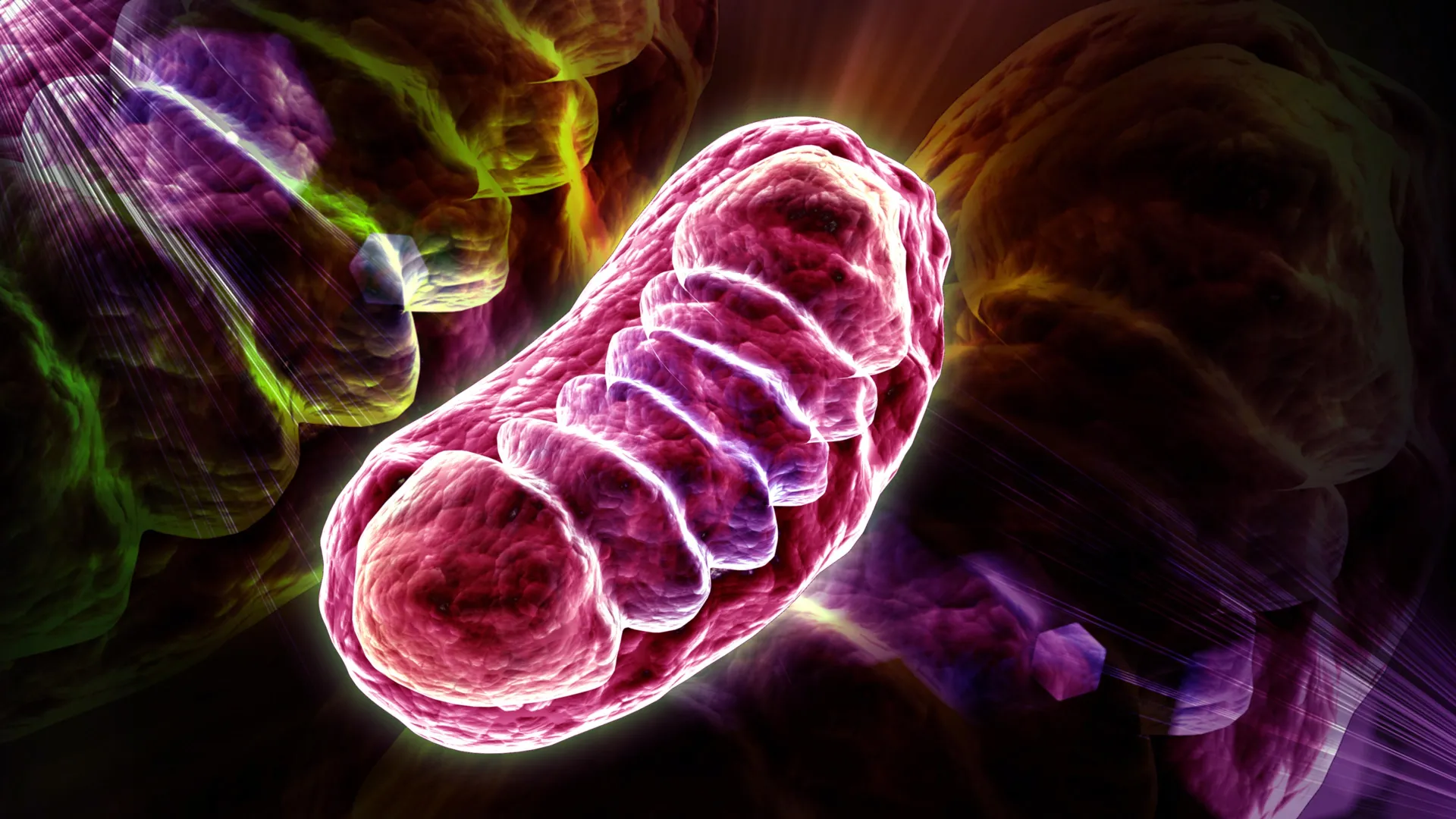 novel-mitochondrial-signaling-cascade-links-senescent-cells-to-chronic-inflammation-offering-new-therapeutic-avenues-for-aging