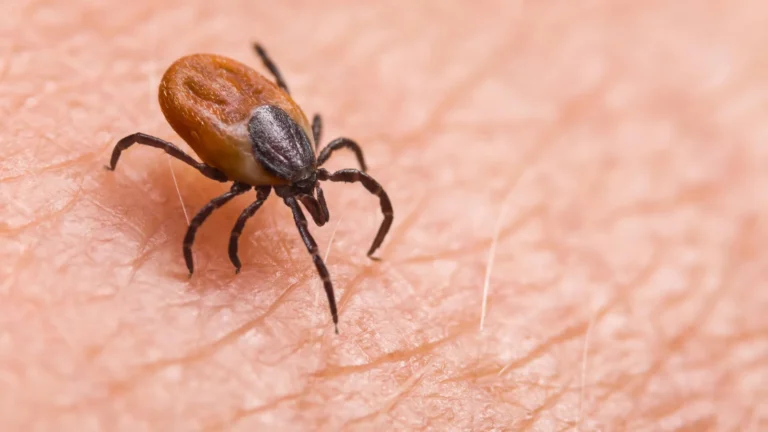novel-orthonairovirus-identified-in-china-reshaping-understanding-of-tick-borne-illnesses