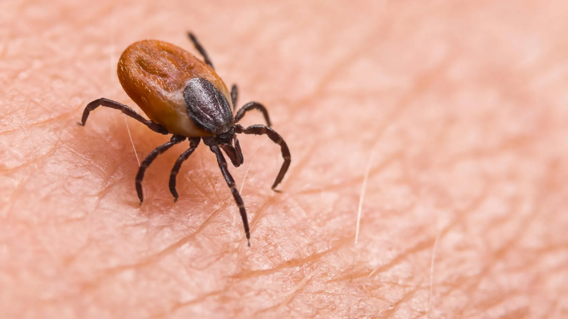 novel-orthonairovirus-identified-in-china-reshaping-understanding-of-tick-borne-illnesses