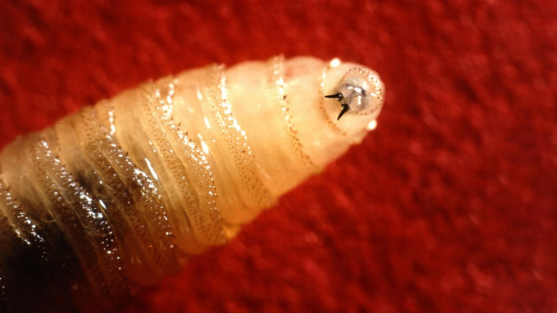 resurgent-parasite-threatens-livestock-and-public-health-prompting-advanced-surveillance-and-eradication-strategies