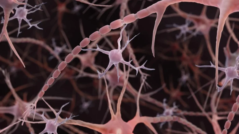 rethinking-neural-pathways-axon-morphology-challenges-established-textbooks