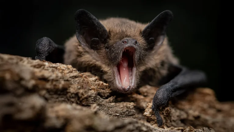 unraveling-the-enigma-bats-dual-antibody-gene-sets-offer-clues-to-viral-resilience