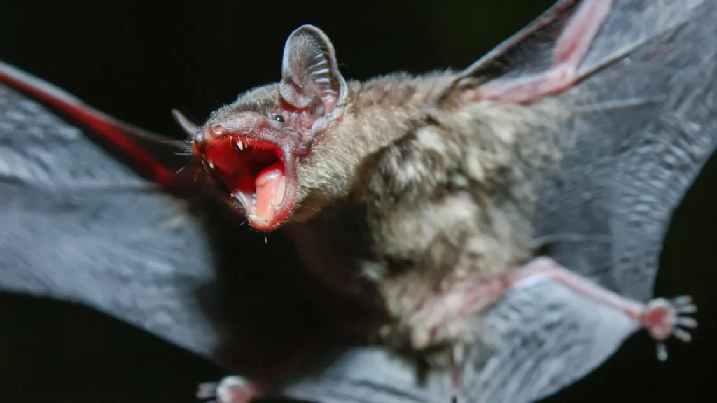 unraveling-the-secrets-of-extended-lifespans-through-mammalian-genetic-blueprints