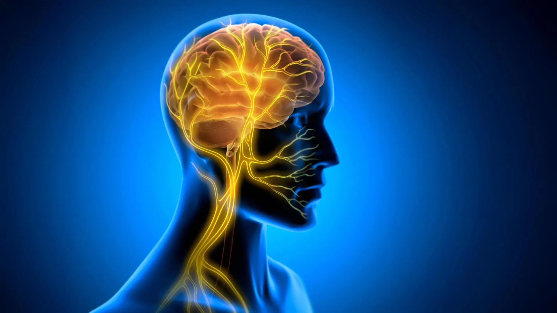 cerebral-hemodynamics-and-the-vagus-nerve-a-novel-pathway-for-enhancing-long-term-motor-skill-consolidation