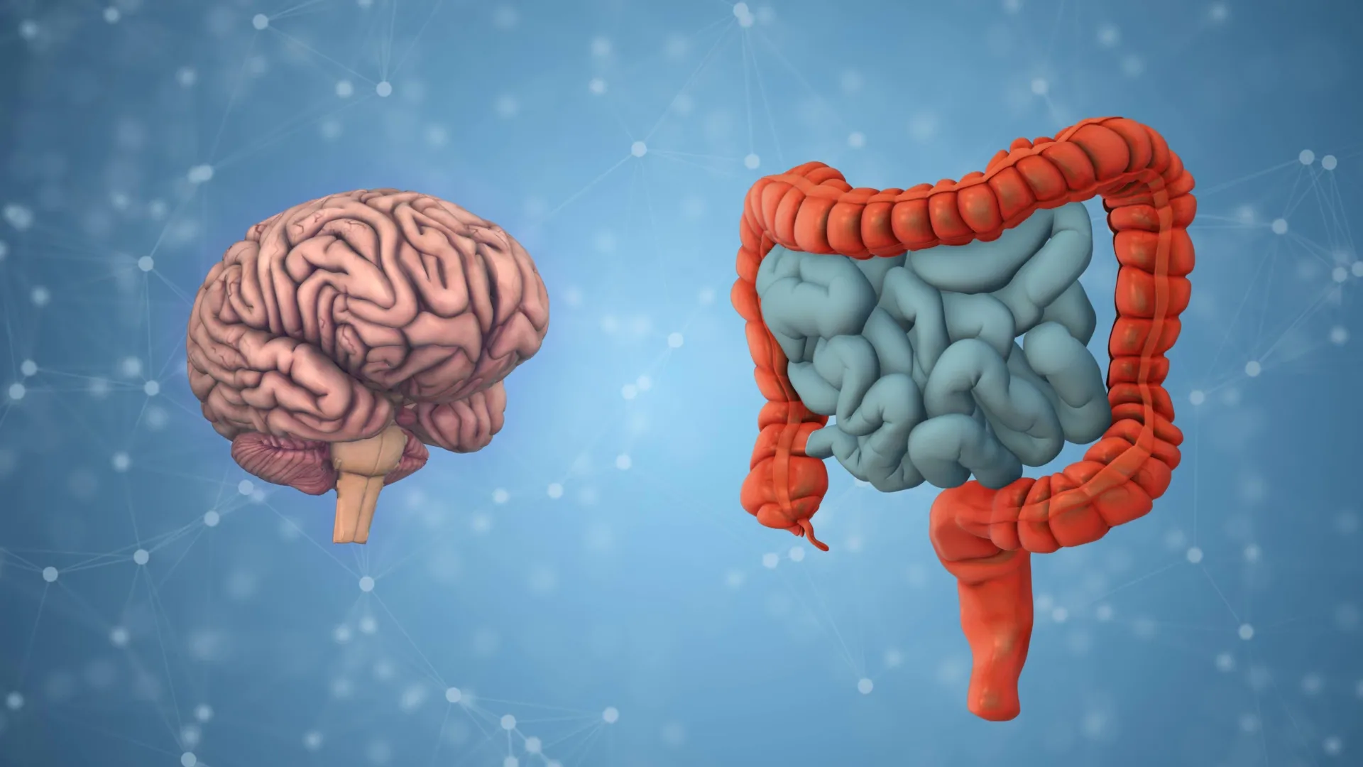 decoding-neural-senescence-ucla-research-links-gut-microbiome-to-brains-biological-age