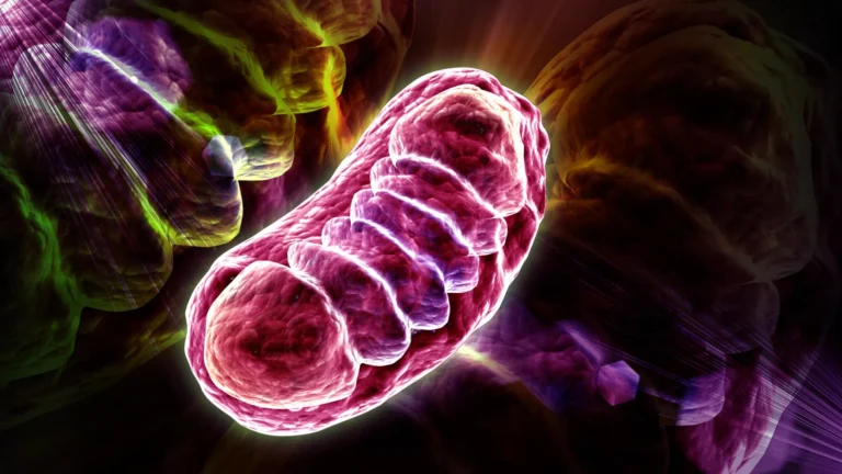 leucines-unforeseen-role-stabilizing-mitochondrial-proteins-for-enhanced-cellular-energy-production
